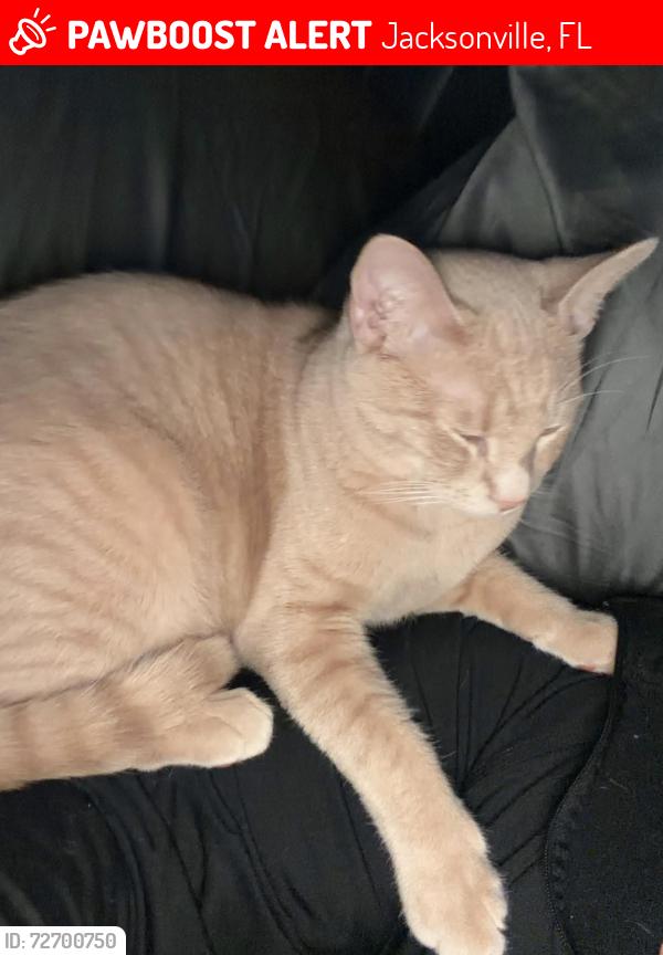 Lost Male Cat last seen Bay hill circle backs up to halsema sout, Jacksonville, FL 32221