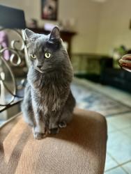 Lost Female Cat last seen Oliver sprigs hwy, dollar general , Clinton, TN 37716