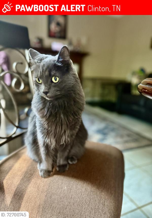 Lost Female Cat last seen Oliver sprigs hwy, dollar general , Clinton, TN 37716