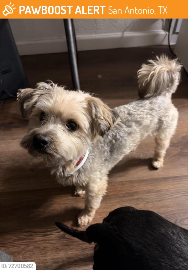 Found/Stray Male Dog last seen Solana Ridge , San Antonio, TX 78227