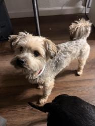 Found/Stray Male Dog last seen Solana Ridge , San Antonio, TX 78227