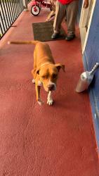Found/Stray Female Dog last seen Shaver St , Pasadena, TX 77502