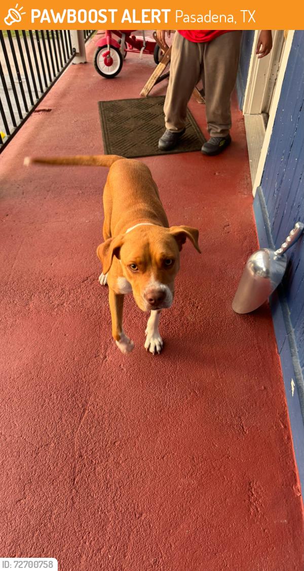 Found/Stray Female Dog last seen Shaver St , Pasadena, TX 77502