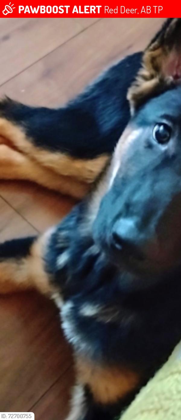Lost Female Dog last seen Mustang acres , Red Deer, AB T4P