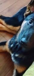 Lost Female Dog last seen Mustang acres , Red Deer, AB T4P