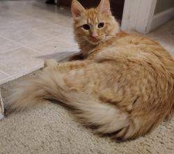 Lost Male Cat last seen Vaughn Rd., Athens, GA 30606