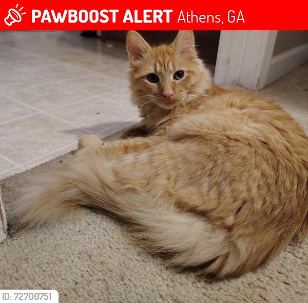 Lost Male Cat last seen Vaughn Rd., Athens, GA 30606