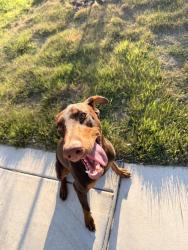 Found/Stray Female Dog last seen Paso Hondo St. , San Antonio, TX 78202