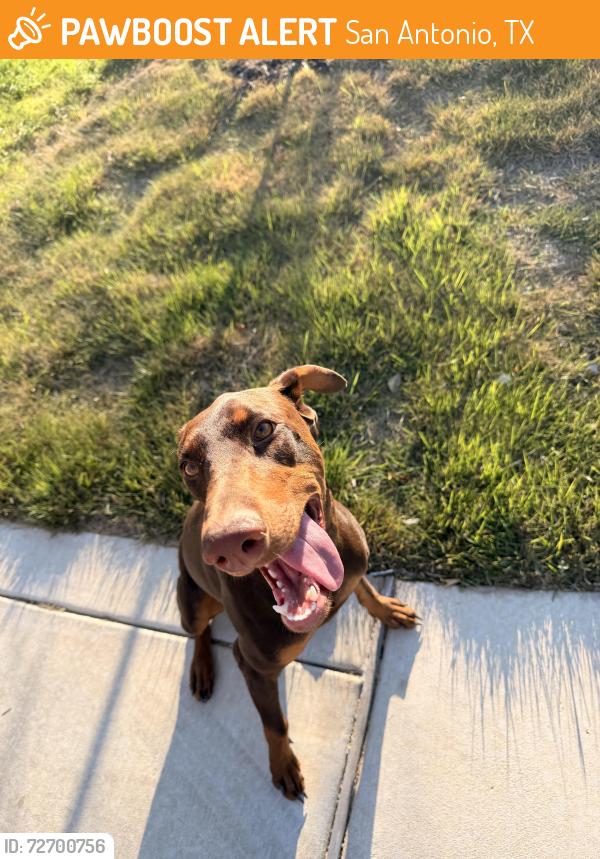 Found/Stray Female Dog last seen Paso Hondo St. , San Antonio, TX 78202