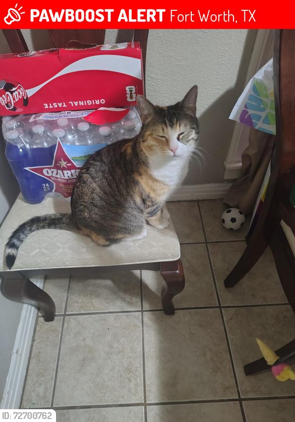 Lost Female Cat last seen Thomas and Locke., Fort Worth, TX 76107