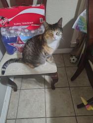 Lost Female Cat last seen Thomas and Locke., Fort Worth, TX 76107