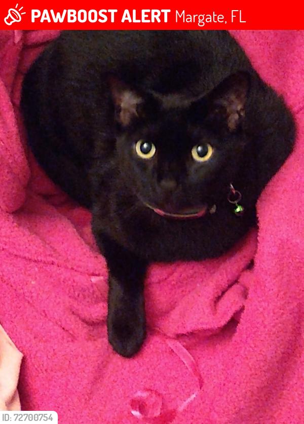 Lost Female Cat last seen Colonial dr and nw 28th ct, Margate, FL 33063