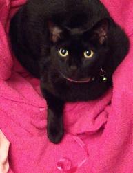 Lost Female Cat last seen Colonial dr and nw 28th ct, Margate, FL 33063