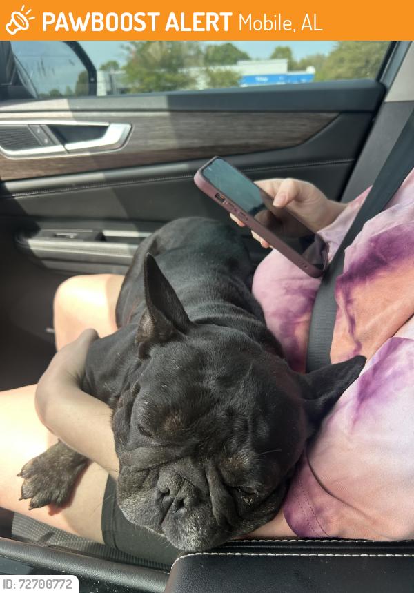 Found/Stray Female Dog last seen Demetropolis and cottagehill, Mobile, AL 36693