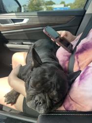 Found/Stray Female Dog last seen Demetropolis and cottagehill, Mobile, AL 36693