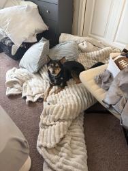 Lost Female Dog last seen Airoport Rd. Coatesville PA, Chester County, PA 19320