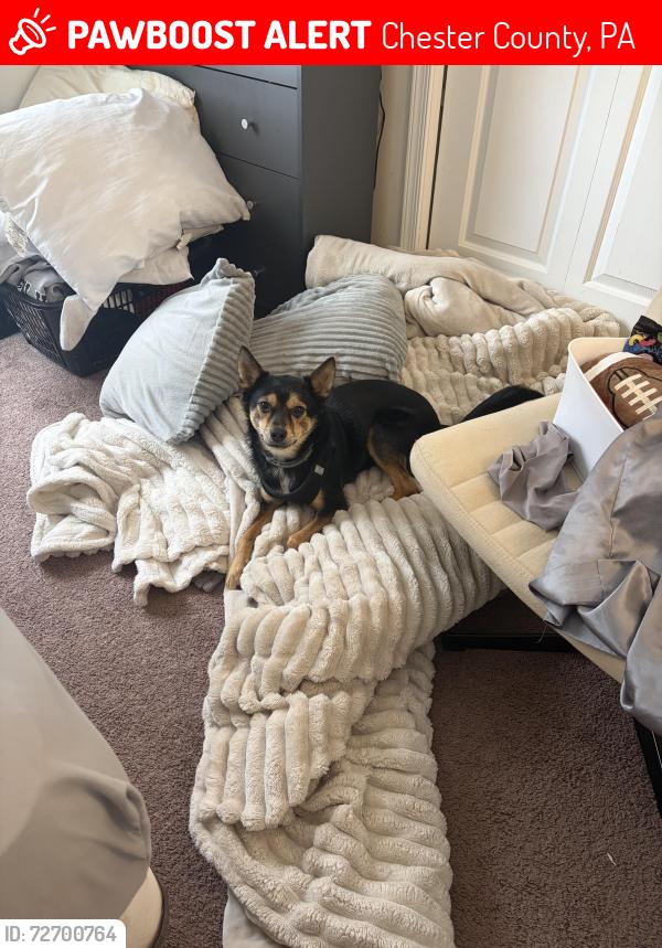 Lost Female Dog last seen Airoport Rd. Coatesville PA, Chester County, PA 19320