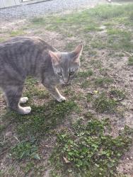 Found/Stray Female Cat last seen culdesac on teakwood avenue, Richmond, VA 23227