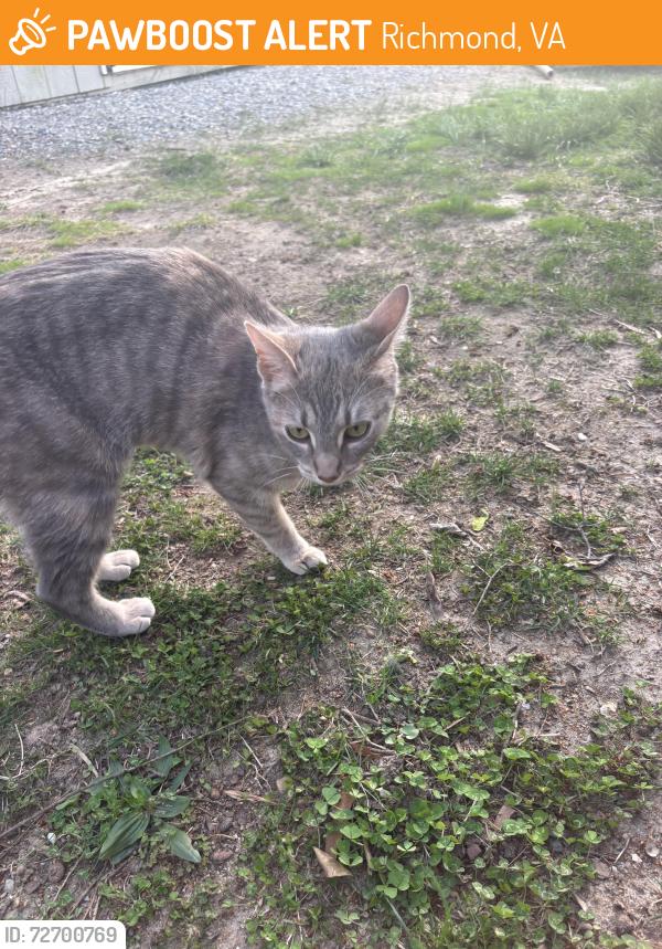 Found/Stray Female Cat last seen culdesac on teakwood avenue, Richmond, VA 23227
