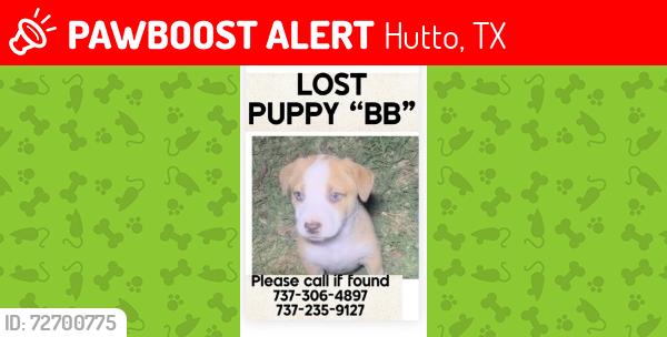 Lost Female Dog last seen Westinghouse & Alyson, Hutto, TX 78634