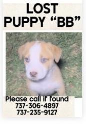 Lost Female Dog last seen Westinghouse & Alyson, Hutto, TX 78634