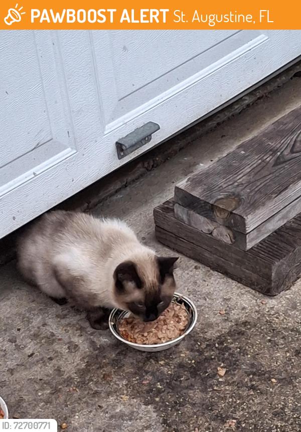 Found/Stray Unknown Cat last seen Oakland, St. Augustine, FL 32084