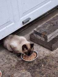 Found/Stray Unknown Cat last seen Oakland, St. Augustine, FL 32084