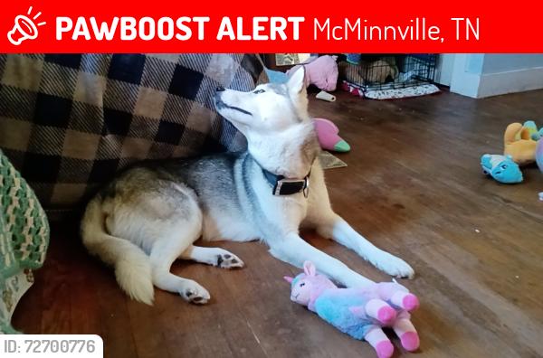 Lost Female Dog last seen cemetery near spring street , McMinnville, TN 37110