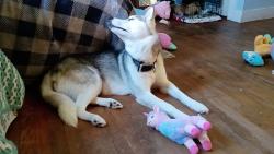 Lost Female Dog last seen cemetery near spring street , McMinnville, TN 37110