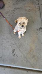 Found/Stray Female Dog last seen By the school don't know name, Las Vegas, NV 89129
