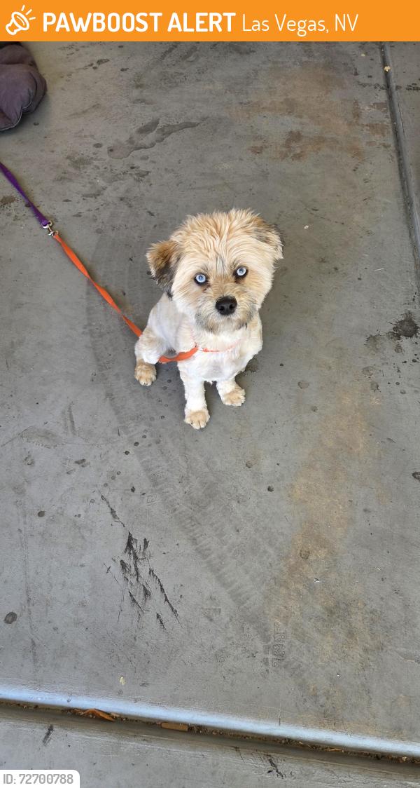 Found/Stray Female Dog last seen By the school don't know name, Las Vegas, NV 89129