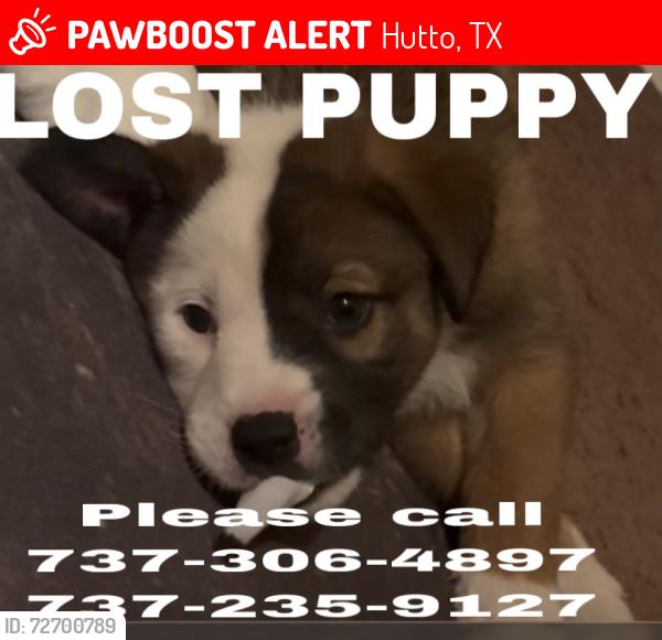 Lost Female Dog last seen Westinghouse & Alyson, Hutto, TX 78634