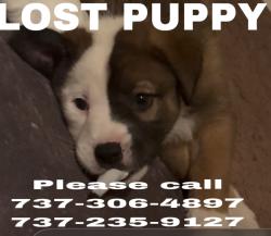 Lost Female Dog last seen Westinghouse & Alyson, Hutto, TX 78634