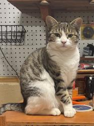 Lost Female Cat last seen Waddell Rd & Liberty Hill Rd, Greer, SC 29651