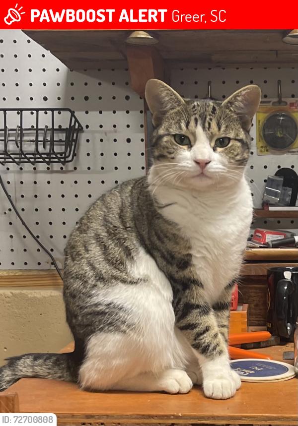 Lost Female Cat last seen Waddell Rd & Liberty Hill Rd, Greer, SC 29651