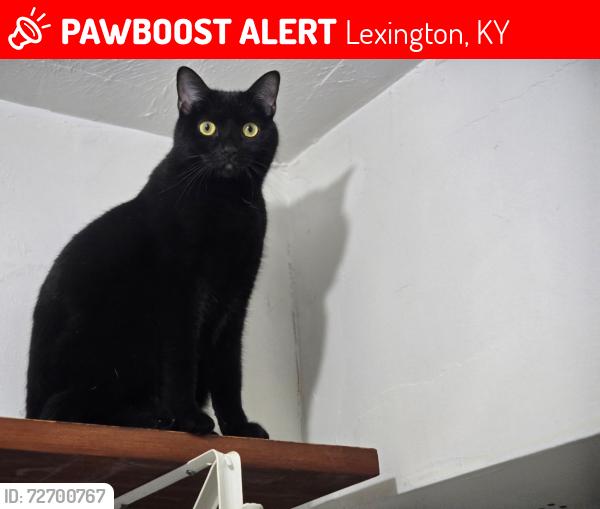 Lost Female Cat last seen Birch drive off Georgetown Road , Lexington, KY 40511