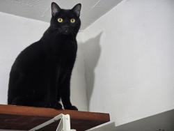 Lost Female Cat last seen Birch drive off Georgetown Road , Lexington, KY 40511