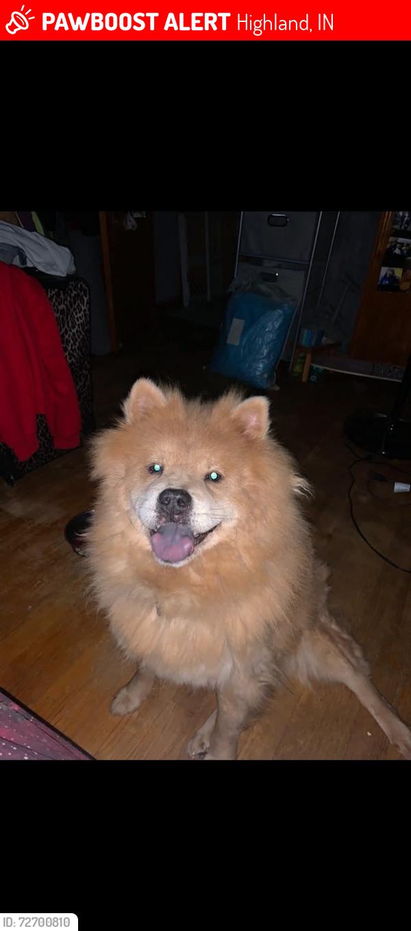 Lost Female Dog last seen Warren Elementary School, Highland, IN 46322