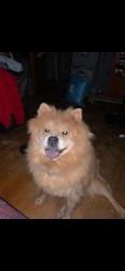 Lost Female Dog last seen Warren Elementary School, Highland, IN 46322