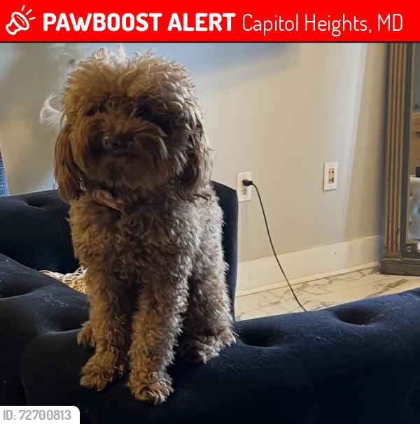 Lost Male Dog last seen Thomasson , Capitol Heights, MD 20743