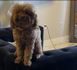 Lost Male Dog last seen Thomasson , Capitol Heights, MD 20743