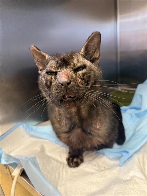 Shelter Stray Male Cat last seen GEMBLER, San Antonio, TX 78227
