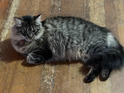 Lost Male Cat last seen Saltwater State Park Area, Des Moines, WA 98198