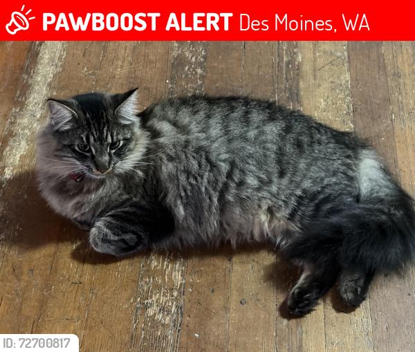 Lost Male Cat last seen Saltwater State Park Area, Des Moines, WA 98198