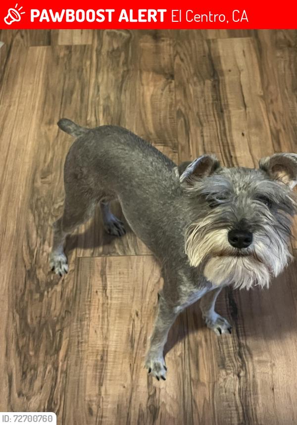 Lost Male Dog last seen Near w Lincoln & n 18th street , El Centro, CA 92243