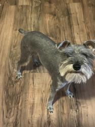 Lost Male Dog last seen Near w Lincoln & n 18th street , El Centro, CA 92243