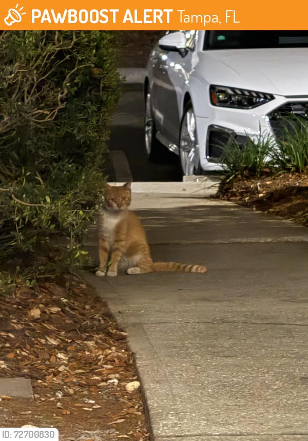 Found/Stray Unknown Cat last seen MAA apmts Tampa 33606, Tampa, FL 33602