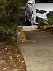 Found/Stray Unknown Cat last seen MAA apmts Tampa 33606, Tampa, FL 33602