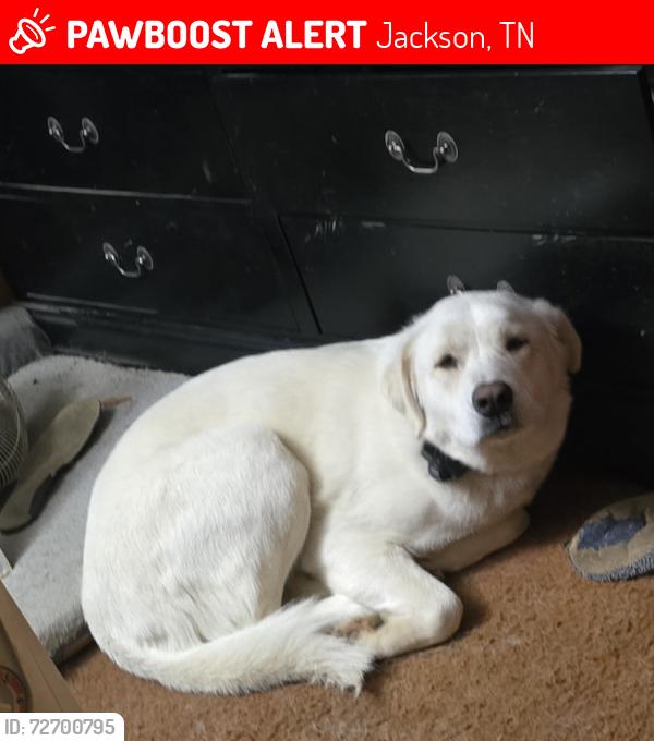 Lost Female Dog last seen Wood hill rd and hwy 70, Jackson, TN 38305