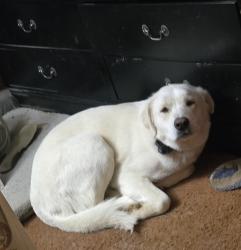 Lost Female Dog last seen Wood hill rd and hwy 70, Jackson, TN 38305